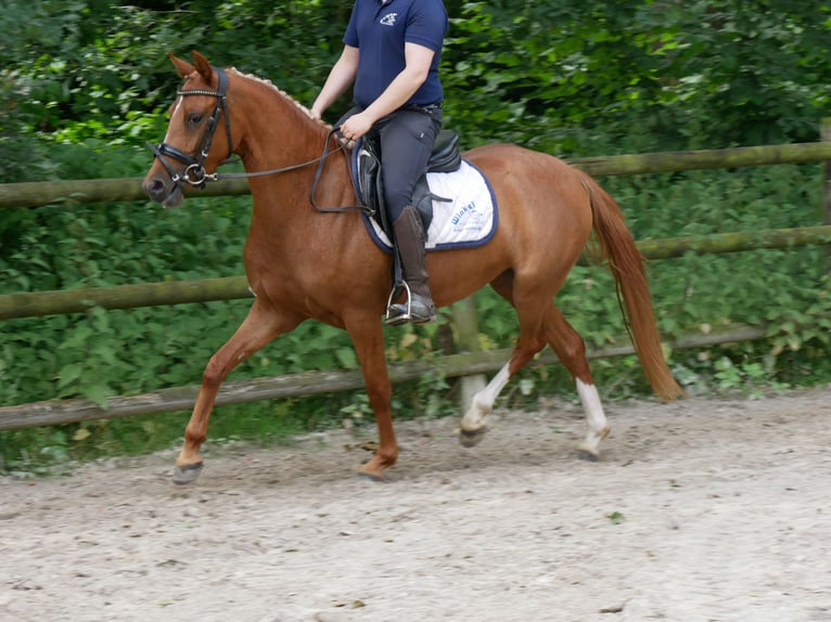 Duitse rijpony Merrie 4 Jaar 142 cm Vos in Dorsten