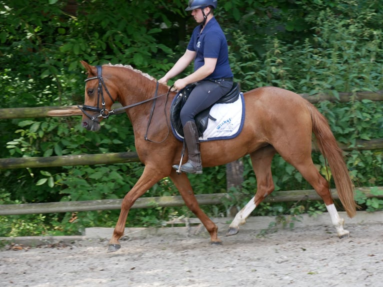 Duitse rijpony Merrie 4 Jaar 142 cm Vos in Dorsten