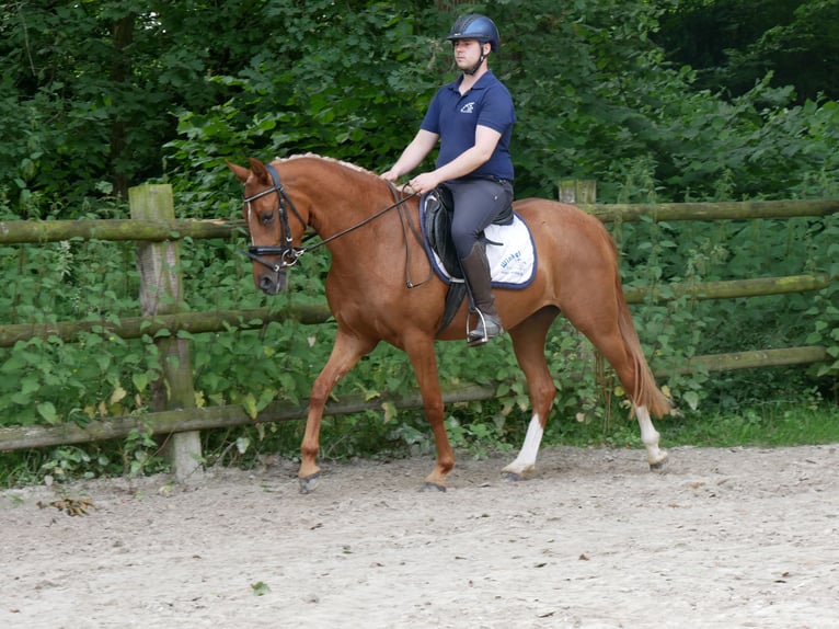 Duitse rijpony Merrie 4 Jaar 142 cm Vos in Dorsten