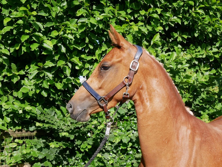 Duitse rijpony Merrie 4 Jaar 142 cm Vos in Dorsten