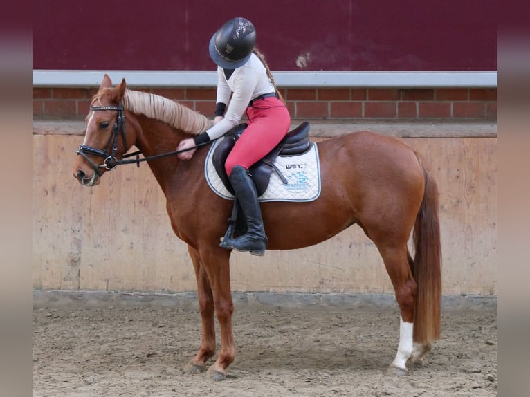 Duitse rijpony Merrie 4 Jaar 142 cm Vos in Dorsten