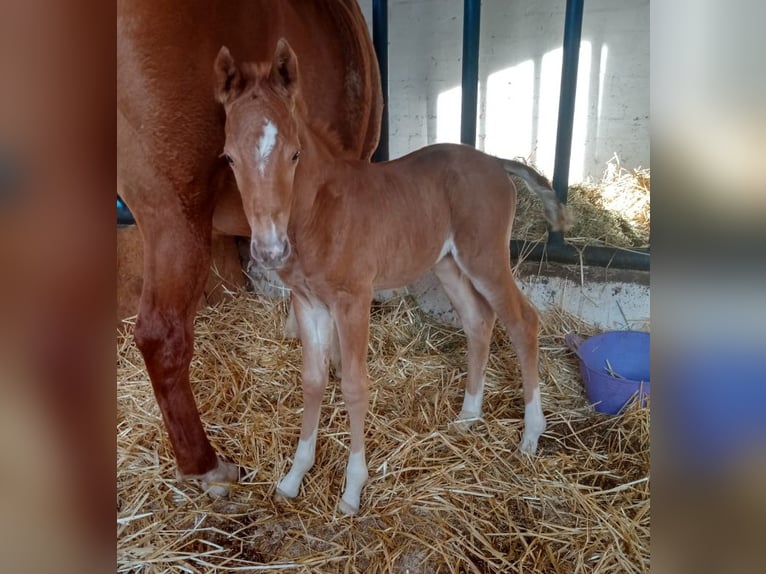 Duitse rijpony Merrie 4 Jaar 142 cm Vos in Extertal
