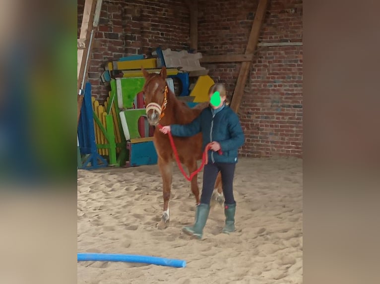 Duitse rijpony Merrie 4 Jaar 142 cm Vos in Extertal