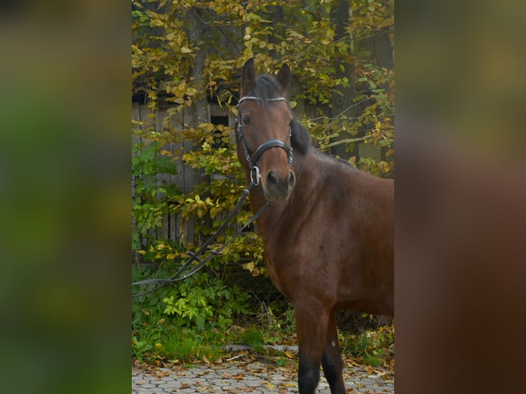 Duitse rijpony Merrie 4 Jaar 143 cm Bruin in Würzburg