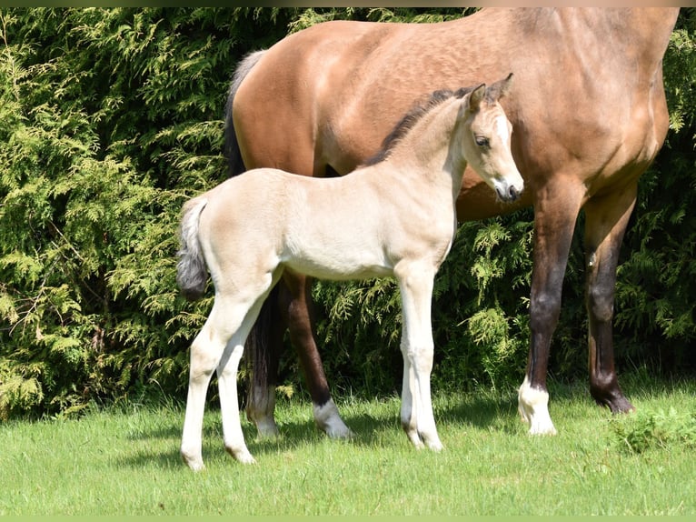Duitse rijpony Merrie 4 Jaar 143 cm Buckskin in Saterland