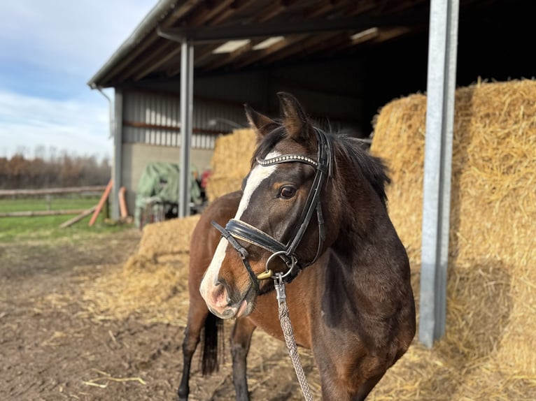 Duitse rijpony Merrie 4 Jaar 143 cm Donkerbruin in Grevenbroich