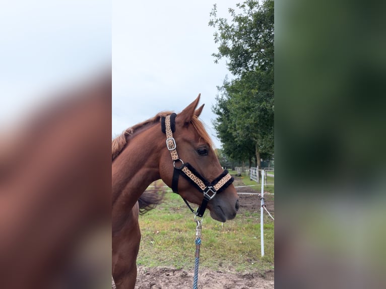Duitse rijpony Merrie 4 Jaar 143 cm Vos in Bersenbrück