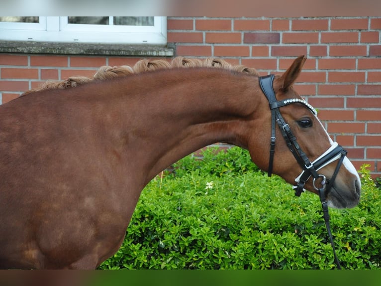 Duitse rijpony Merrie 4 Jaar 143 cm Vos in Köln