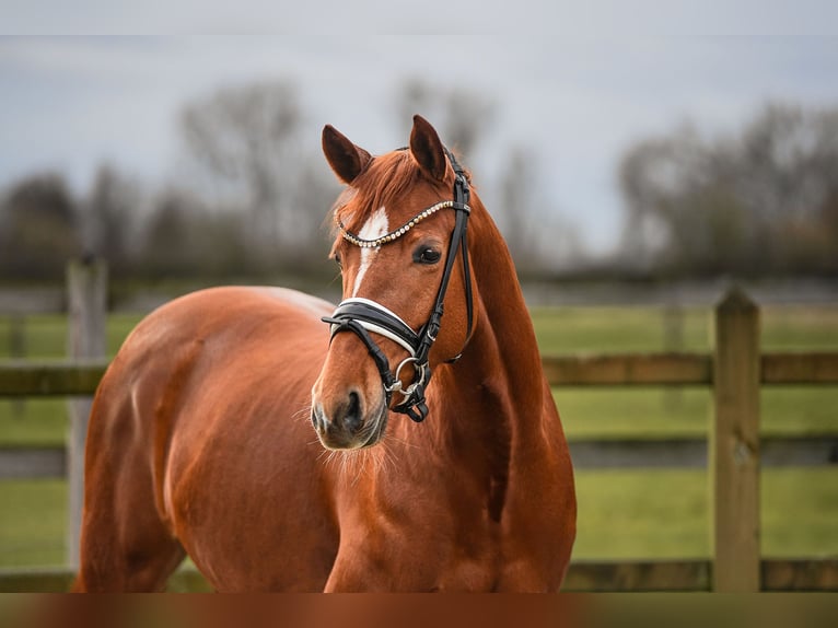 Duitse rijpony Merrie 4 Jaar 143 cm Vos in Riedstadt