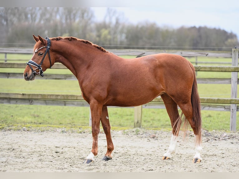 Duitse rijpony Merrie 4 Jaar 143 cm Vos in Riedstadt