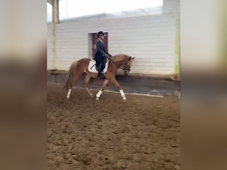 Duitse rijpony Merrie 4 Jaar 143 cm Vos in Emstek