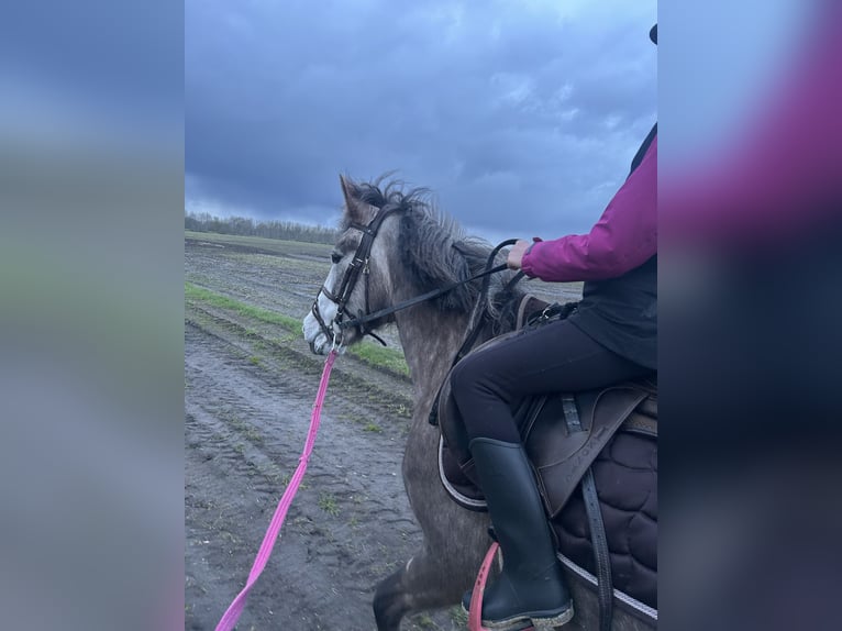 Duitse rijpony Mix Merrie 4 Jaar 144 cm Appelschimmel in Osterwald