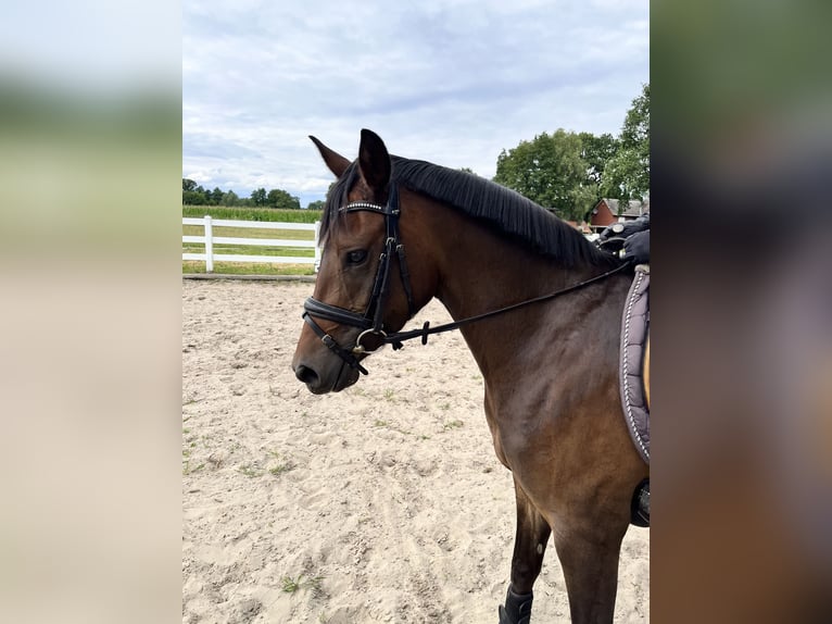 Duitse rijpony Merrie 4 Jaar 144 cm Bruin in Rietberg