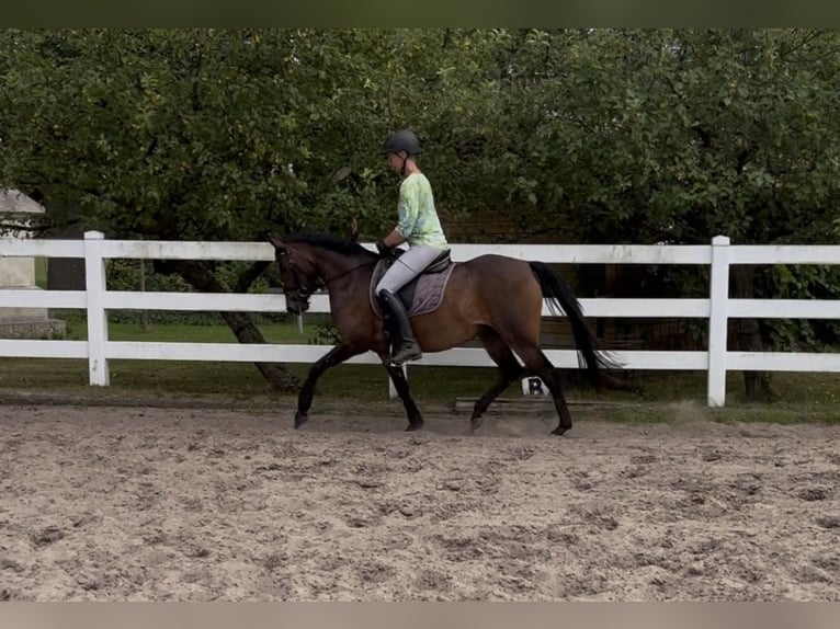 Duitse rijpony Merrie 4 Jaar 144 cm Bruin in Rietberg
