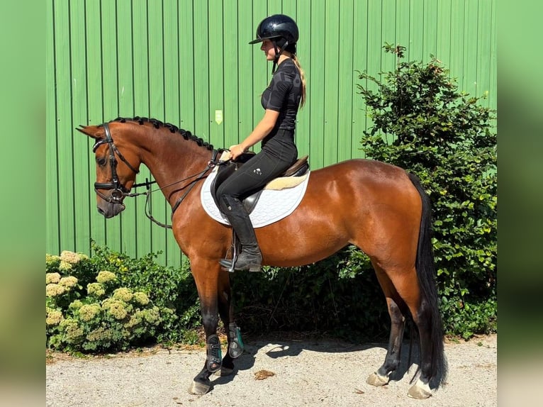Duitse rijpony Merrie 4 Jaar 144 cm Bruin in Süderlügum