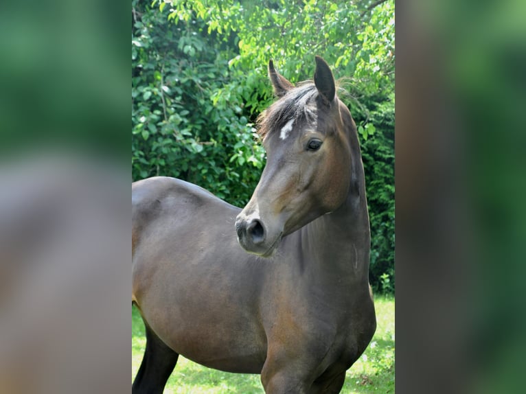 Duitse rijpony Merrie 4 Jaar 144 cm Buckskin in Eckersdorf