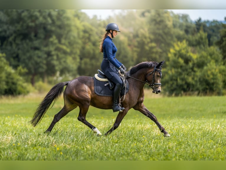 Duitse rijpony Merrie 4 Jaar 144 cm Buckskin in Eckersdorf