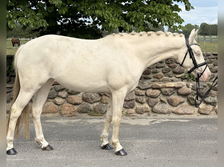 Duitse rijpony Merrie 4 Jaar 144 cm Cremello in Treuenbrietzen