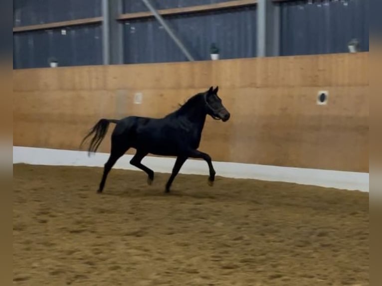 Duitse rijpony Merrie 4 Jaar 144 cm Donkerbruin in Verl