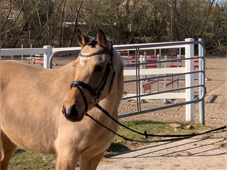 Duitse rijpony Merrie 4 Jaar 144 cm Falbe in Verden (Aller)