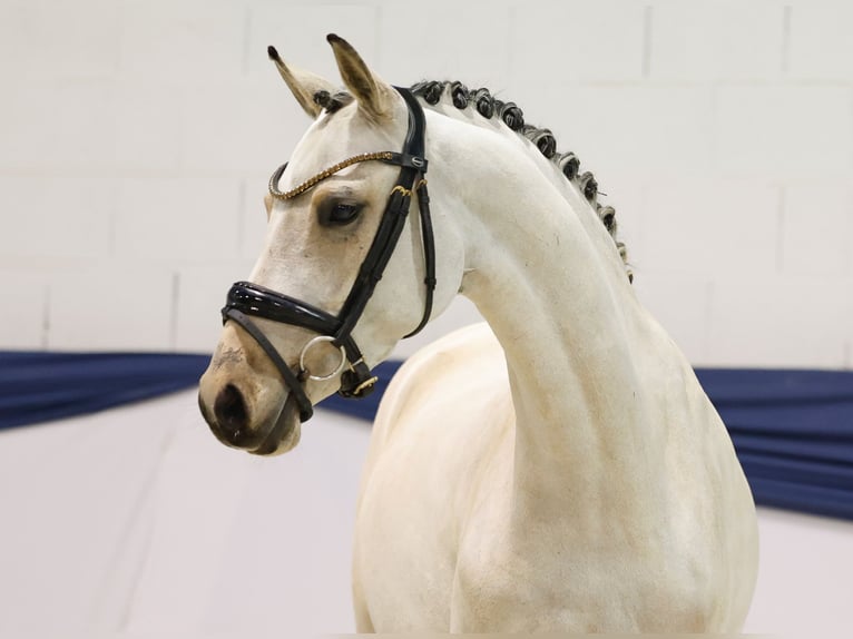 Duitse rijpony Merrie 4 Jaar 144 cm Falbe in Marsberg