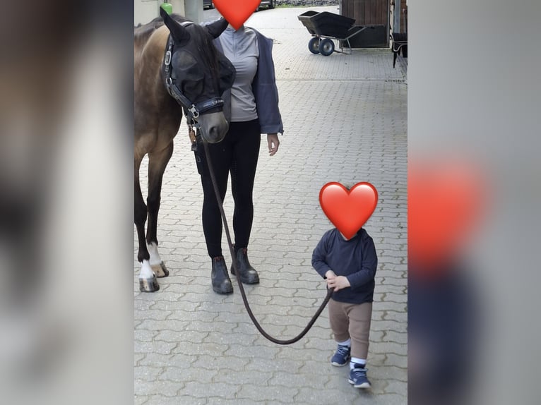 Duitse rijpony Merrie 4 Jaar 144 cm Falbe in Sonnefeld