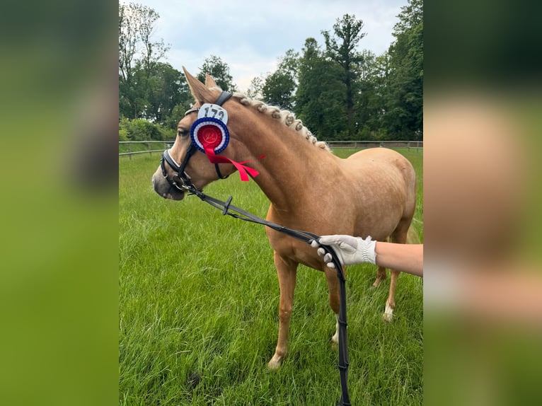 Duitse rijpony Merrie 4 Jaar 144 cm Palomino in Stakendorf
