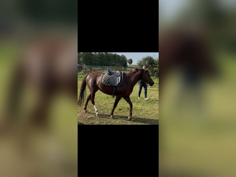 Duitse rijpony Merrie 4 Jaar 144 cm Vos in Dargelin