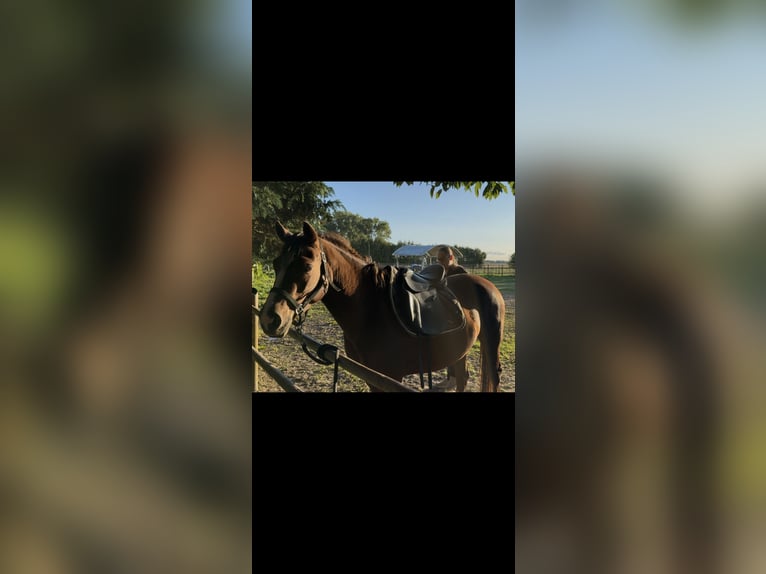 Duitse rijpony Merrie 4 Jaar 144 cm Vos in Dargelin