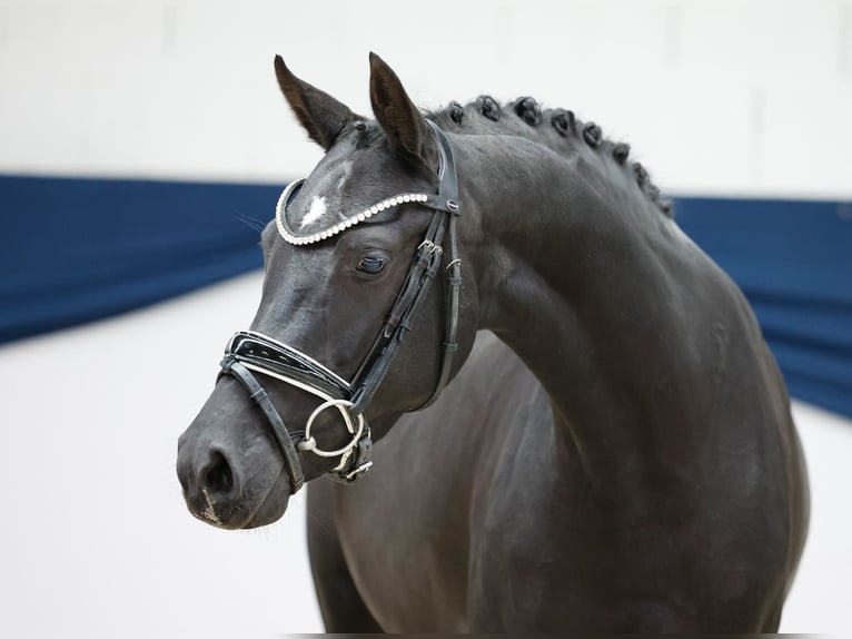 Duitse rijpony Merrie 4 Jaar 144 cm Zwart in Marsberg