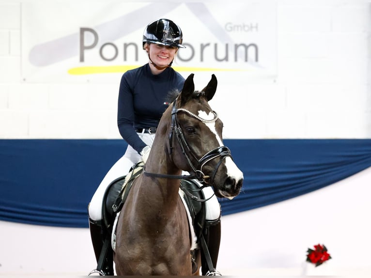 Duitse rijpony Merrie 4 Jaar 144 cm Zwart in Marsberg