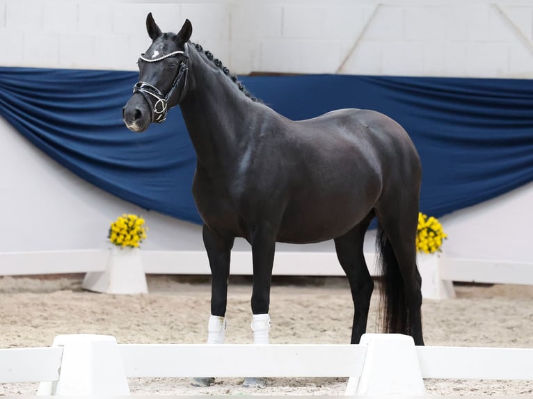 Duitse rijpony Merrie 4 Jaar 144 cm Zwart in Marsberg
