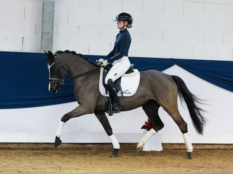 Duitse rijpony Merrie 4 Jaar 144 cm Zwart in Marsberg