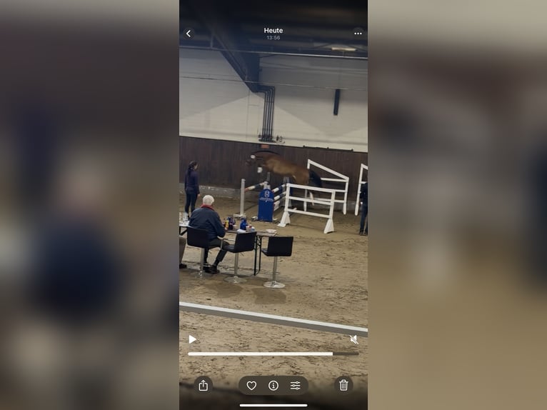 Duitse rijpony Merrie 4 Jaar 145 cm Bruin in Stakendorf