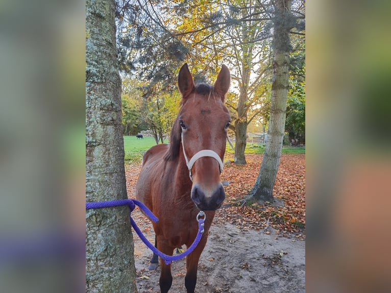 Duitse rijpony Merrie 4 Jaar 145 cm Bruin in Bismark (Altmark)