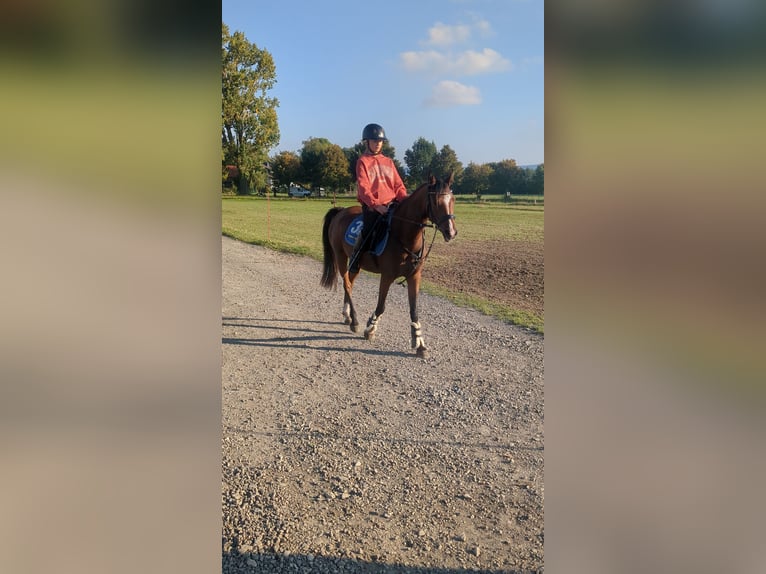 Duitse rijpony Mix Merrie 4 Jaar 145 cm Bruin in Kirchworbis
