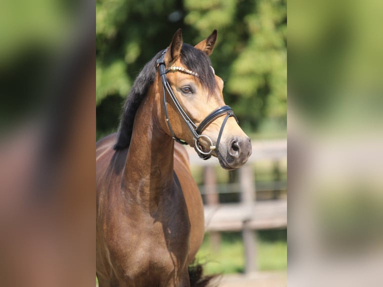 Duitse rijpony Merrie 4 Jaar 145 cm Buckskin in Xanten