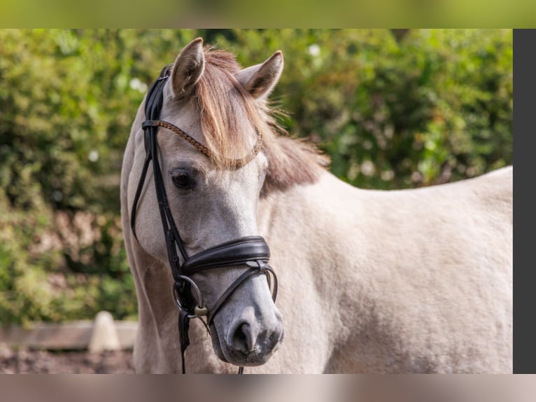 Duitse rijpony Merrie 4 Jaar 145 cm Buckskin in Teltow