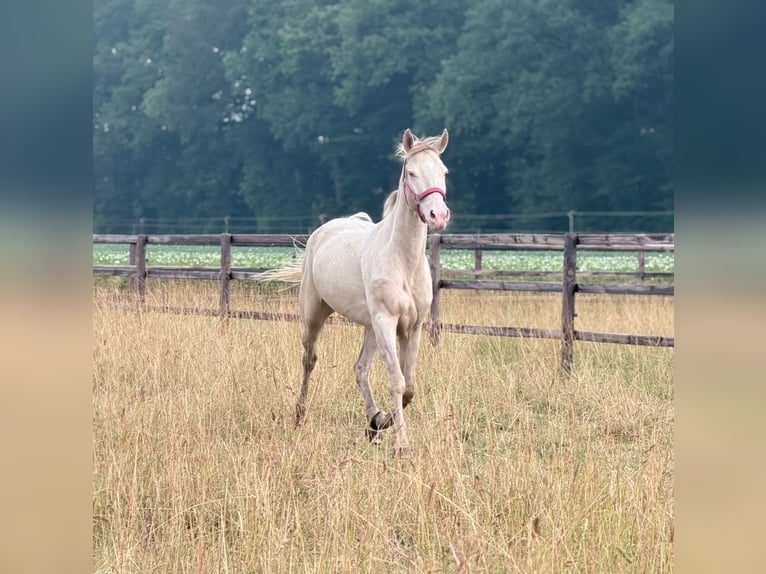 Duitse rijpony Merrie 4 Jaar 145 cm Champagne in Kirchlinteln