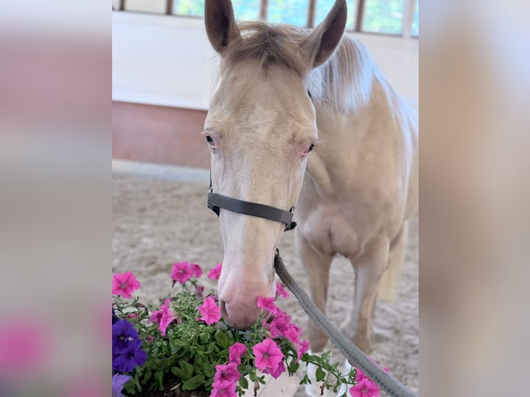 Duitse rijpony Merrie 4 Jaar 145 cm Champagne in Kirchlinteln