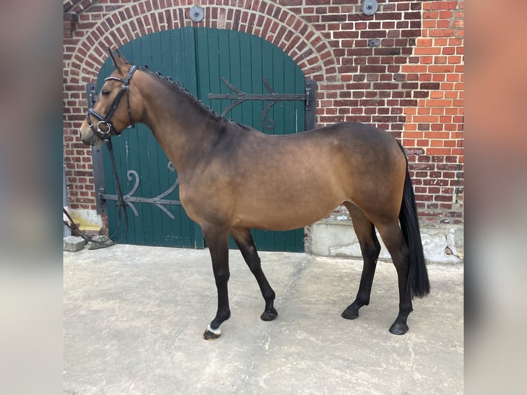 Duitse rijpony Merrie 4 Jaar 145 cm Donkerbruin in Ascheberg