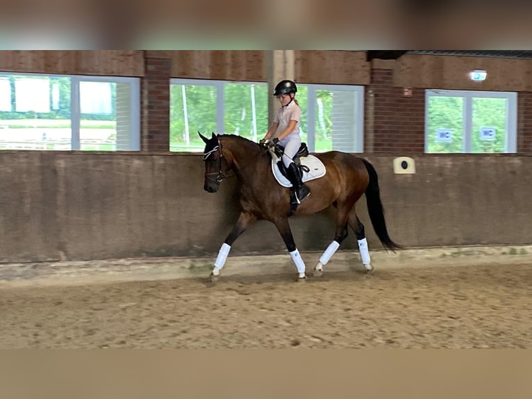 Duitse rijpony Merrie 4 Jaar 145 cm Donkerbruin in Bramsche