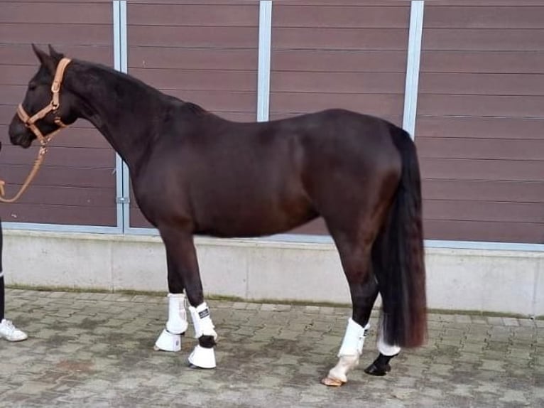 Duitse rijpony Merrie 4 Jaar 145 cm Donkere-vos in Dorsten