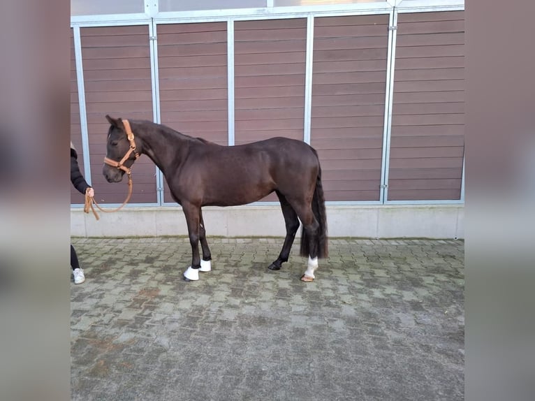 Duitse rijpony Merrie 4 Jaar 145 cm Donkere-vos in Dorsten