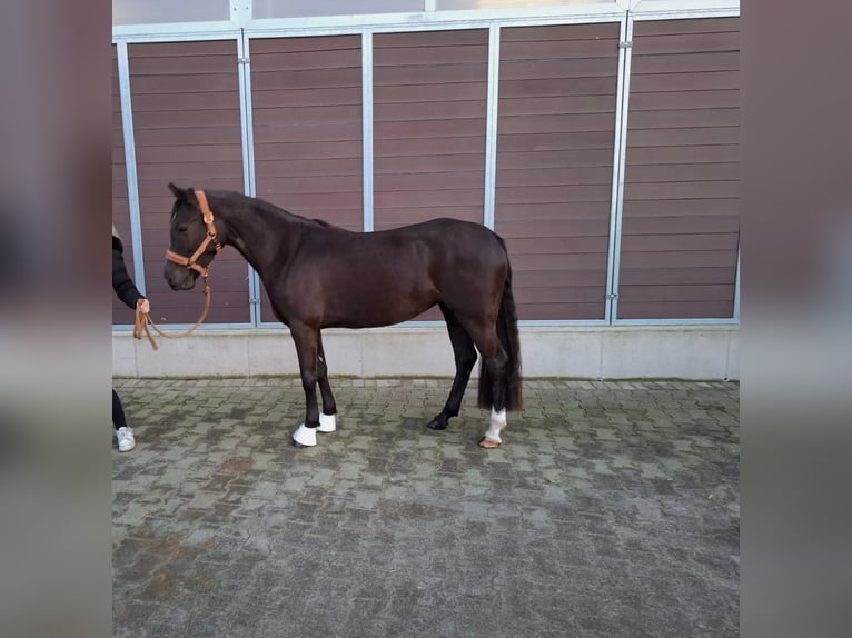 Duitse rijpony Merrie 4 Jaar 145 cm Donkere-vos in Dorsten