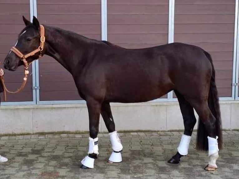 Duitse rijpony Merrie 4 Jaar 145 cm Donkere-vos in Dorsten