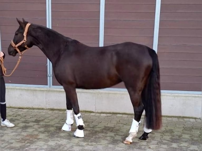 Duitse rijpony Merrie 4 Jaar 145 cm Donkere-vos in Dorsten