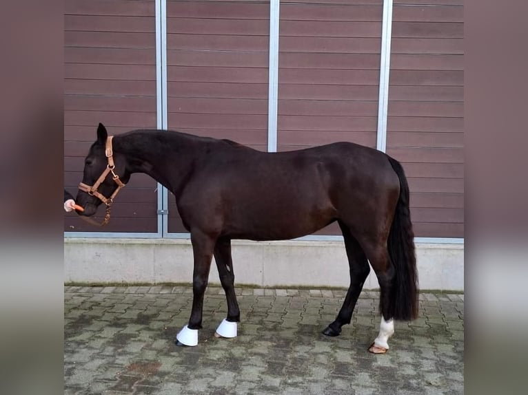 Duitse rijpony Merrie 4 Jaar 145 cm Donkere-vos in Dorsten