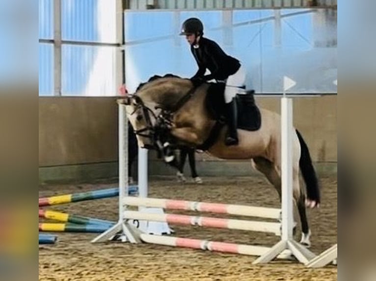 Duitse rijpony Merrie 4 Jaar 145 cm Falbe in Hassendorf