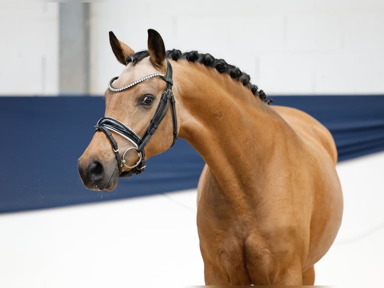 Duitse rijpony Merrie 4 Jaar 145 cm Falbe in Marsberg